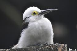 Picidae