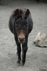 Equus asinus x caballus