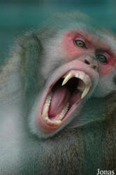 Zoo Arche Noah
