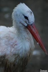 Zoo de l'Orangerie