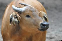 Syncerus caffer nanus