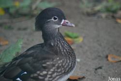 Zoo de l'Orangerie
