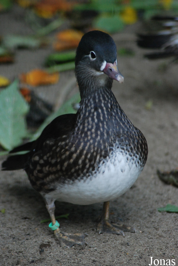 Zoo de l'Orangerie