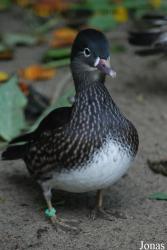 Zoo de l'Orangerie
