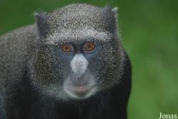 Cercopithecus nictitans