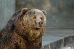 Ursus arctos middendorffi