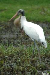 Vogelpark Niendorf