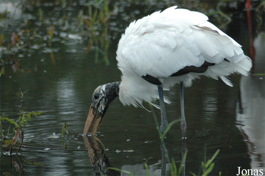 Vogelpark Niendorf