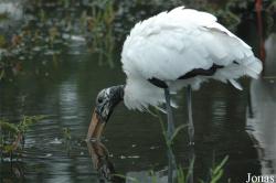 Vogelpark Niendorf