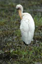 Vogelpark Niendorf