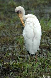Vogelpark Niendorf