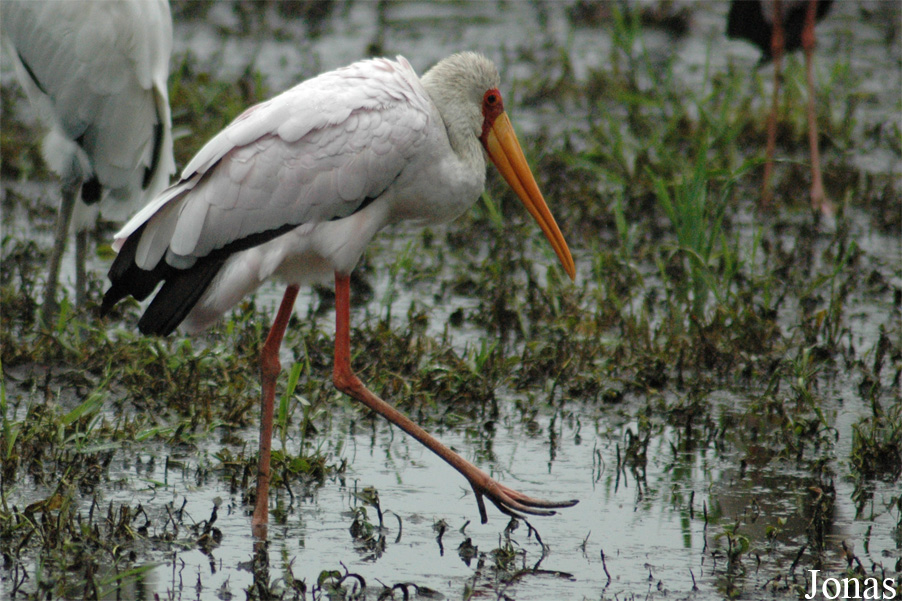 Vogelpark Niendorf