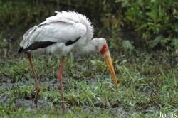 Vogelpark Niendorf