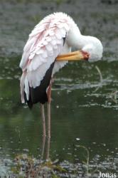 Vogelpark Niendorf