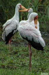 Vogelpark Niendorf