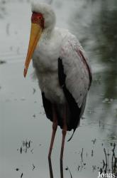Vogelpark Niendorf