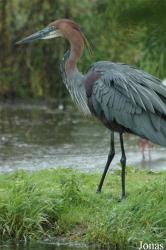 Vogelpark Niendorf