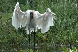 Jabiru mycteria