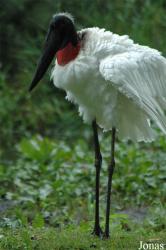 Vogelpark Niendorf