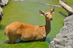 Rucervus duvaucelii