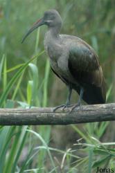 Vogelpark Niendorf