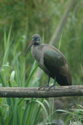 Vogelpark Niendorf