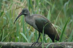 Vogelpark Niendorf