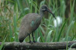 Vogelpark Niendorf