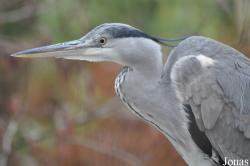 Ardea cinerea