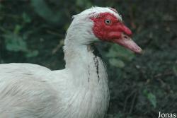 Vogelpark Niendorf