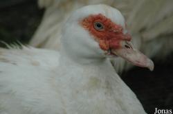 Vogelpark Niendorf