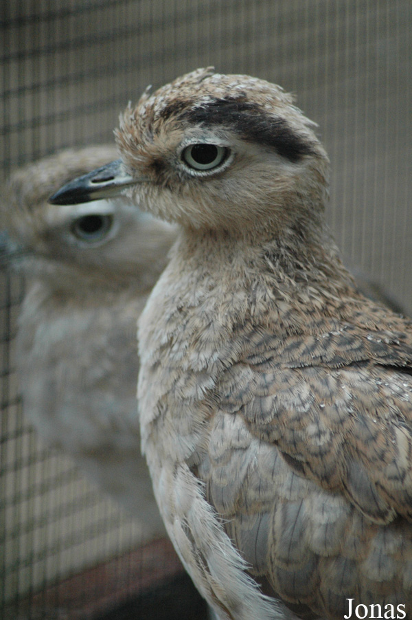Vogelpark Niendorf