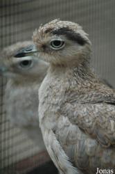 Vogelpark Niendorf