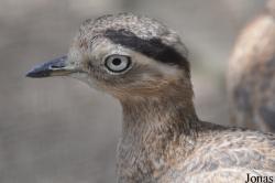 Burhinus superciliaris