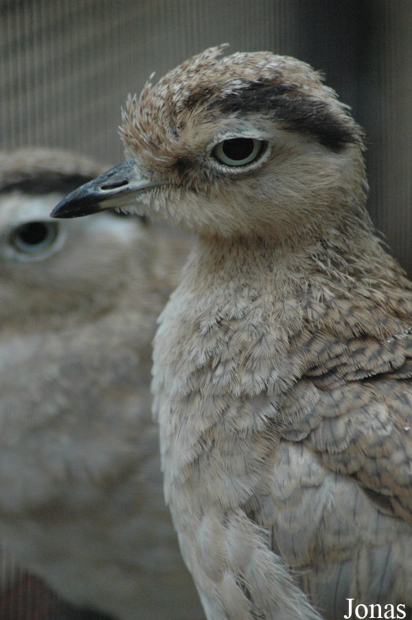 Vogelpark Niendorf