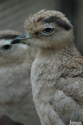 Vogelpark Niendorf