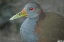 Vogelpark Niendorf