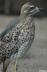 Vogelpark Niendorf