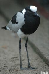 Vogelpark Niendorf