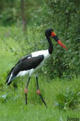 Vogelpark Niendorf