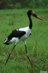 Vogelpark Niendorf
