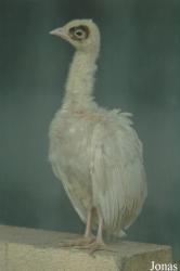Chengdu Zoo