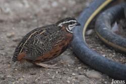 Coturnix delegorguei