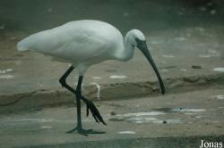 Chengdu Zoo