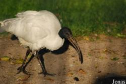 Threskiornis melanocephalus