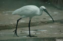 Chengdu Zoo