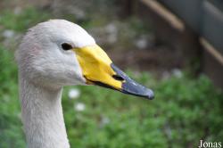 Cygnus cygnus
