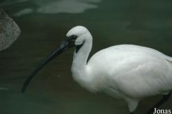 Chengdu Zoo