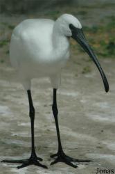Chengdu Zoo