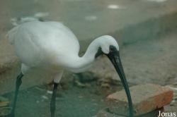 Chengdu Zoo